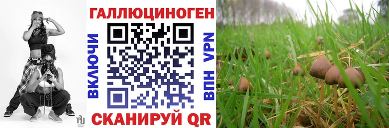 kraken сайт  Лагань  Галлюциногенные грибы Psilocybine cubensis 